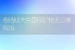 春结球大白菜保护地无公害栽培