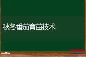 秋冬番茄育苗技术
