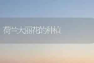 荷兰大丽花的种植