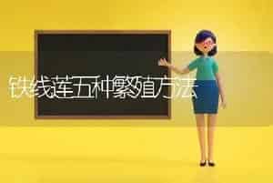 铁线莲五种繁殖方法