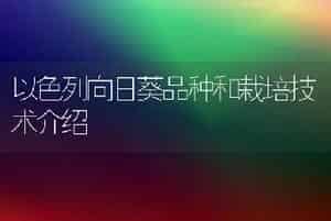 以色列向日葵品种和栽培技术介绍