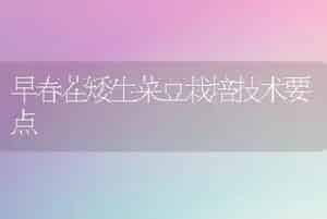 早春茬矮生菜豆栽培技术要点