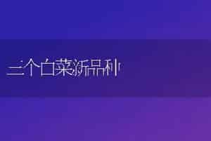 三个白菜新品种