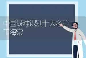 中国最难识别十大名兰--玉海棠