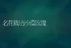 名花栽培沙漠玫瑰