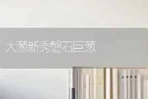 大葱新秀磐石巨葱