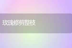 玫瑰修剪整枝