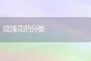 玫瑰花的分类