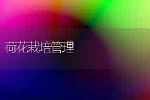 荷花栽培管理