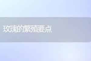 玫瑰的繁殖要点