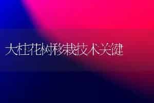 大桂花树移栽技术关键
