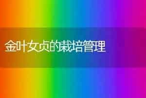 金叶女贞的栽培管理