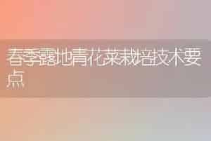 春季露地青花菜栽培技术要点
