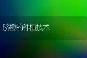 脐橙的种植技术