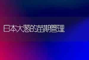 日本大葱的苗期管理