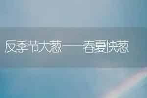 反季节大葱——春夏快葱