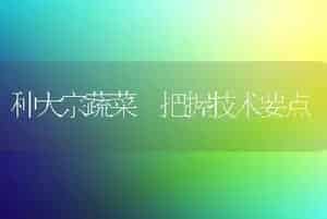 郁金香种植技术及管理