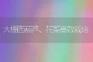 大棚西葫芦、花菜高效栽培