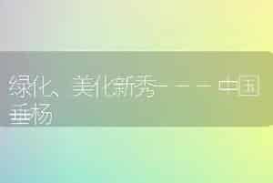 绿化、美化新秀---中国垂杨