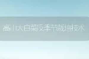 高山大白菜反季节栽培技术