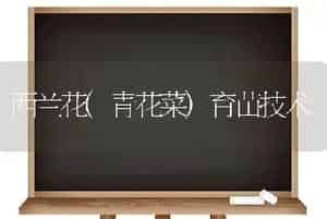 西兰花(青花菜)育苗技术