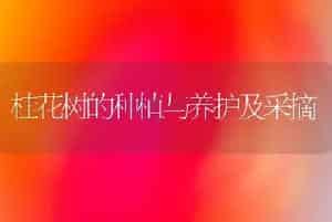 桂花树的种植与养护及采摘
