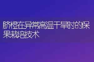 脐橙在异常高温干旱时的保果栽培技术
