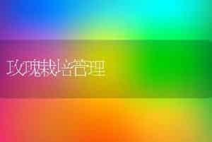 玫瑰栽培管理