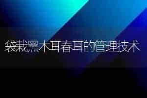 袋栽黑木耳春耳的管理技术