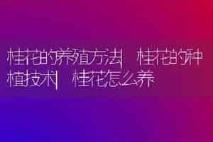 桂花的养殖方法|桂花的种植技术|桂花怎么养