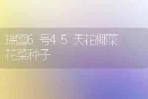 瑞雪6号45天花椰菜――花菜种子