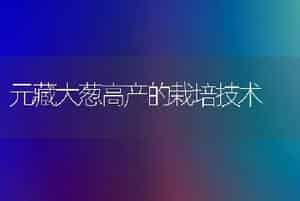 元藏大葱高产的栽培技术