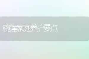 碗莲家庭养护要点