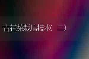青花菜栽培技术(二)
