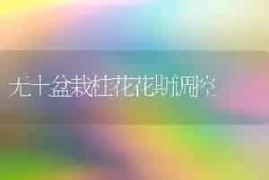 无土盆栽桂花花期调控