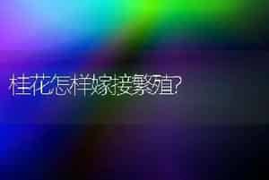 桂花怎样嫁接繁殖?