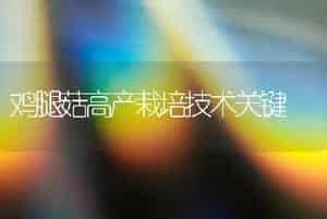 玫瑰的养护
