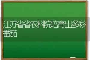 江苏省省农科院培育出多彩番茄
