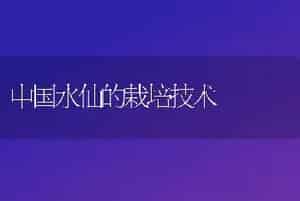 中国水仙的栽培技术
