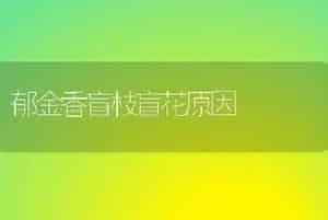 郁金香盲枝盲花原因