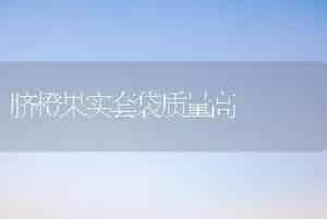 脐橙果实套袋质量高