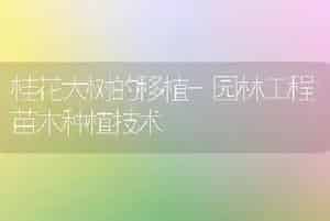 桂花大树的移植-园林工程苗木种植技术