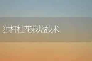 独杆桂花栽培技术