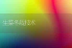 生菜冬栽技术
