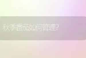 秋季番茄如何管理？