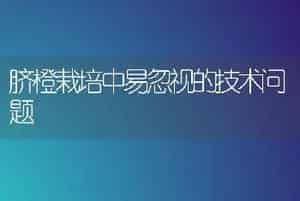 脐橙栽培中易忽视的技术问题