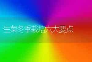 生菜冬季栽培六大要点