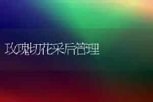 玫瑰切花采后管理