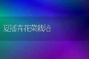 夏播青花菜栽培