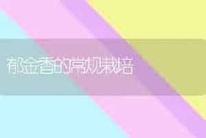 郁金香的常规栽培